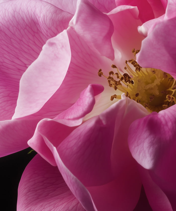 Bulgarische Rose