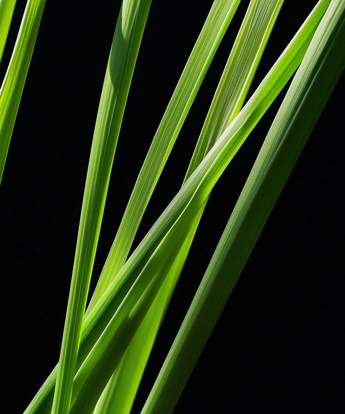 Citronnelle
