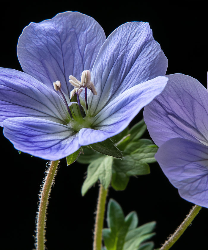 Geranium