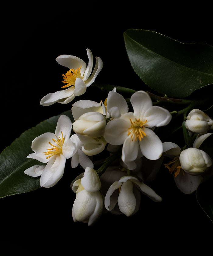 Neroli