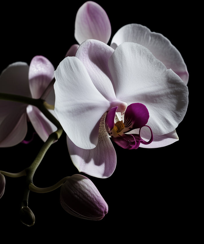 Orchidées