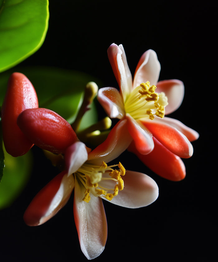 Rote Neroli