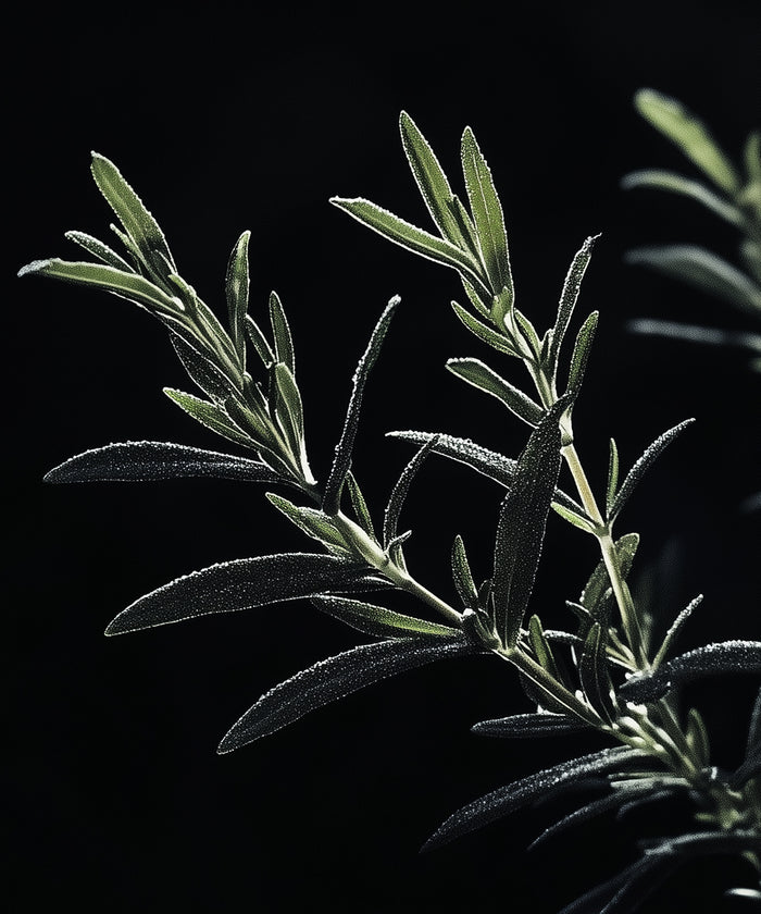 Rosemary