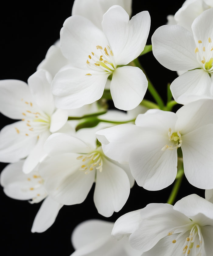 Weiße Blumen