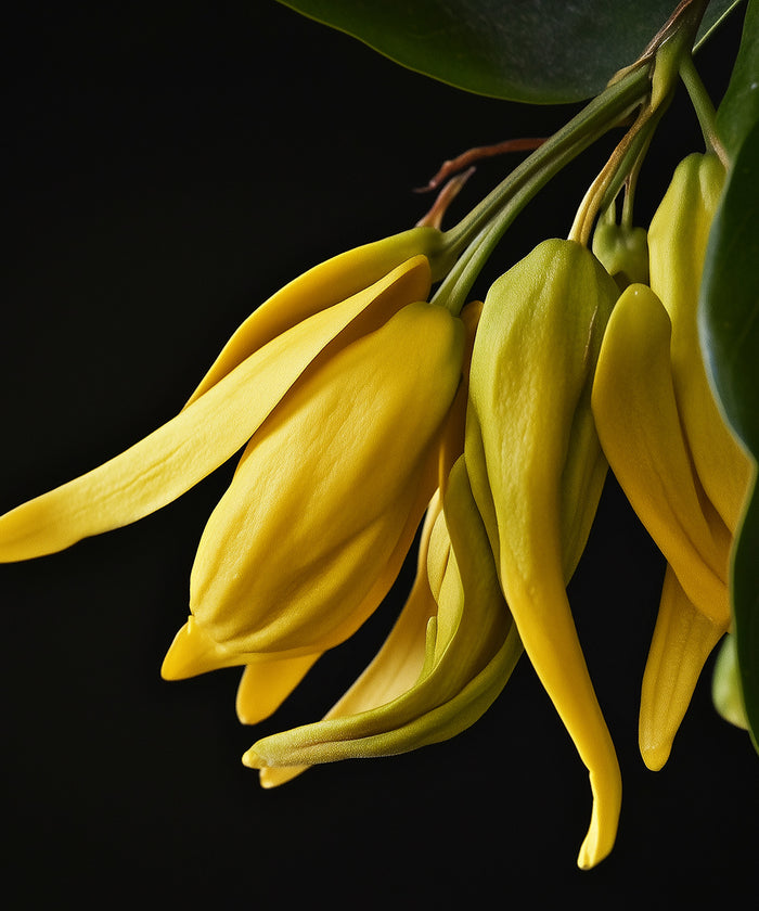 Ylang-ylang