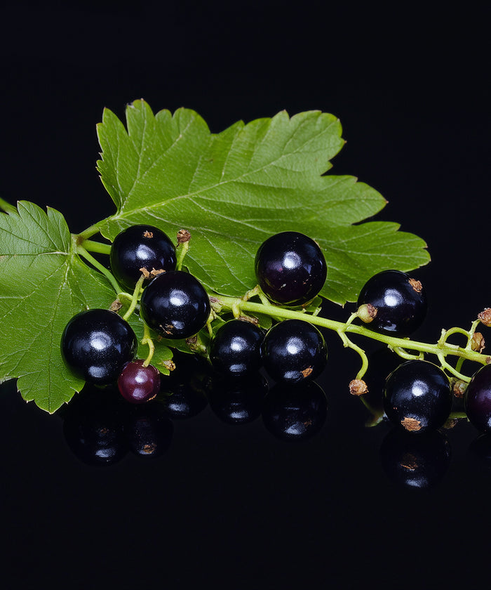 Schwarze Johannisbeere